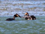 lekker vissie5  Crested Grebes baby on mothers back and father feeding him : frieda